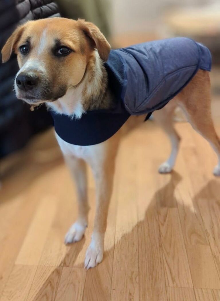 Manteau pour chien sur mesure :)